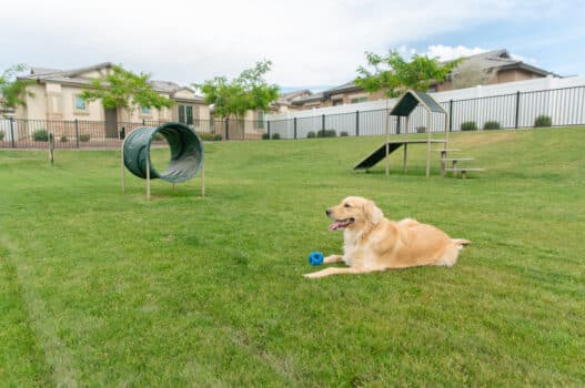 dog in park