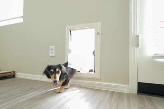 doggy door